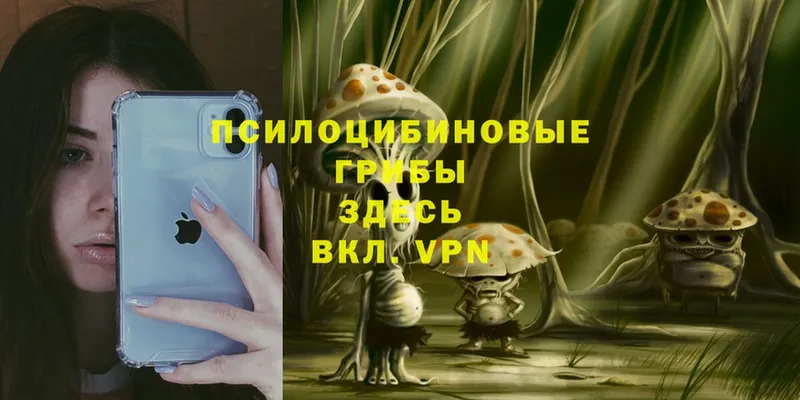 хочу наркоту  Биробиджан  Галлюциногенные грибы Psilocybine cubensis 